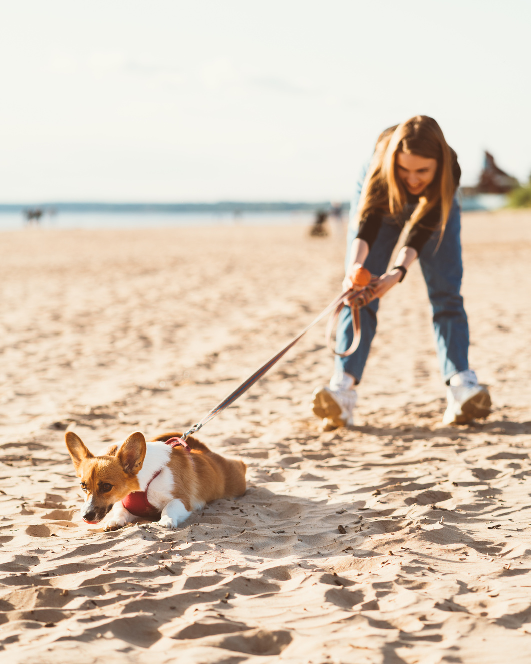 Beautiful young woman holding Corgi puppy dog pulling leash. Female walking with dog